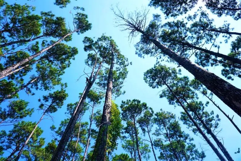 Sam Houston National Forest 5202b1f2 f0b7 49e0 b8b2 c7bc9e1bb067