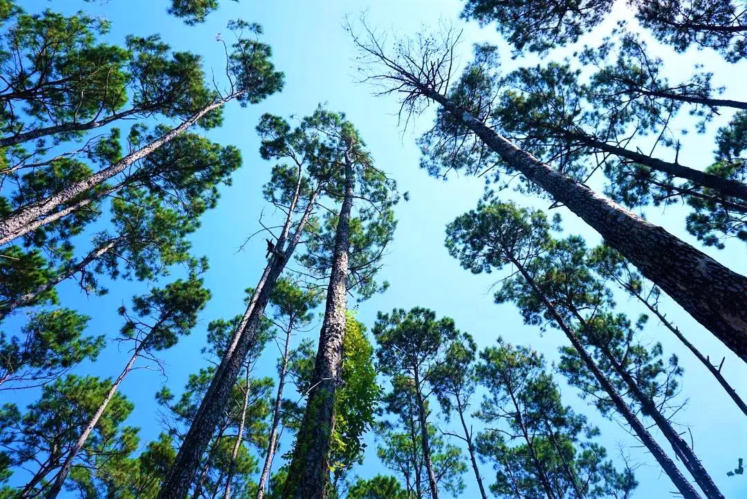 Sam Houston National Forest 5202b1f2 f0b7 49e0 b8b2 c7bc9e1bb067